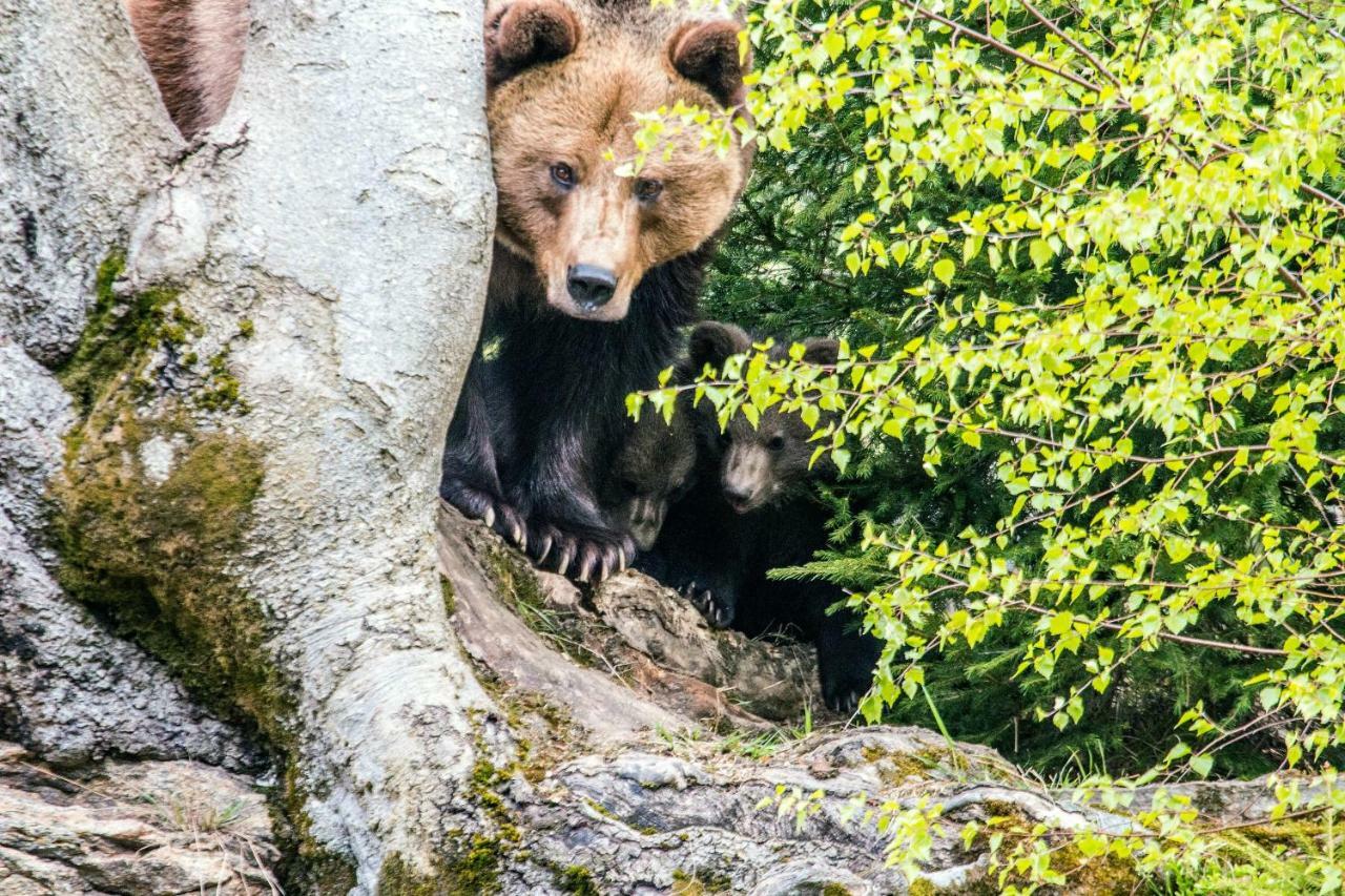 Apartments Bei Familie Liebl Sankt Oswald-Riedlhuette Bagian luar foto